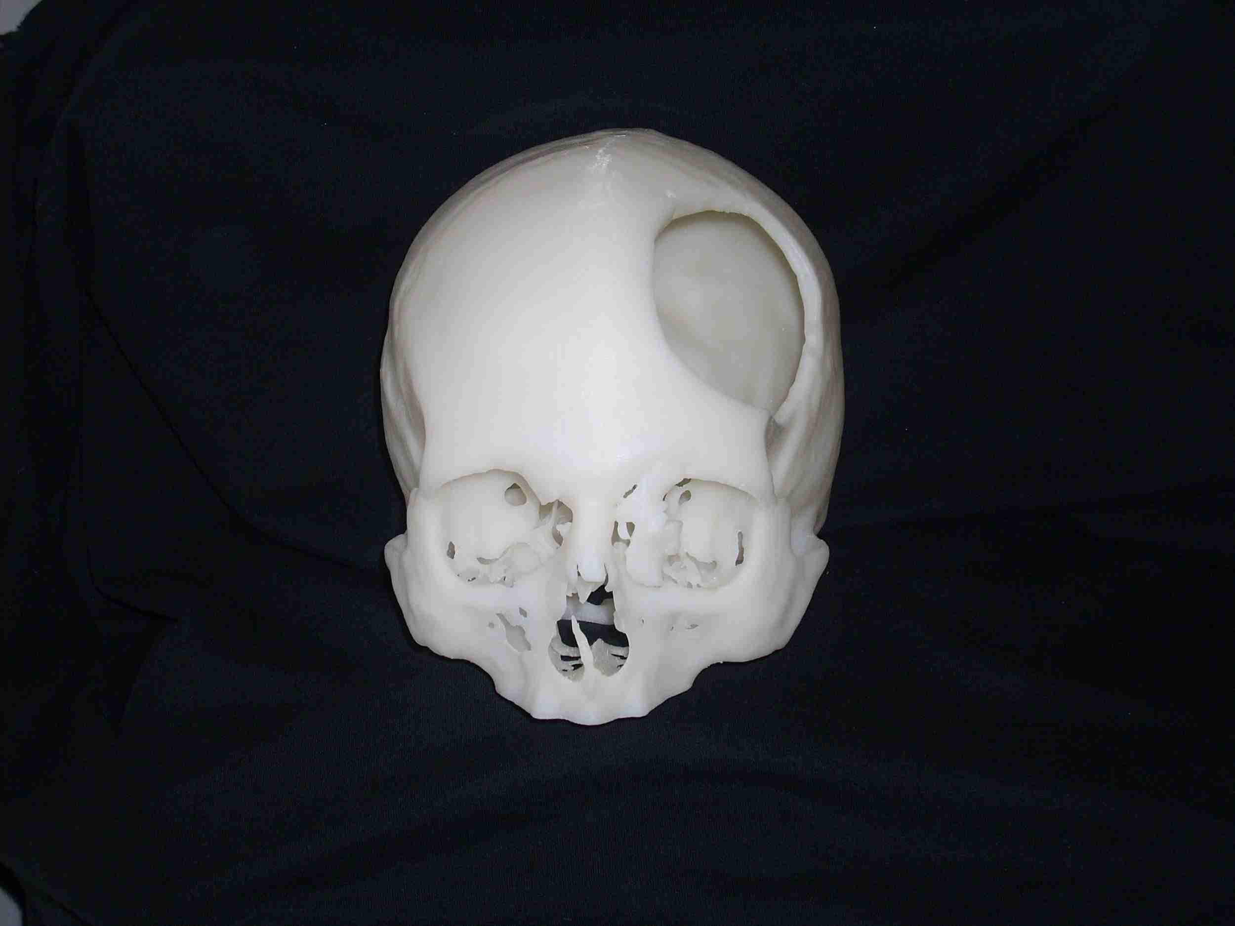 Skull model.jpg
